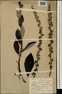 Verbascum gnaphalodes M. Bieb., Caucasus, Black Sea Shore (from Novorossiysk to Adler) (K3) (Russia)