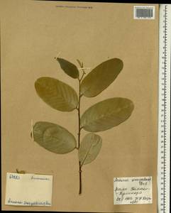 Annona senegalensis Pers., Africa (AFR) (Mali)