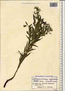 Lithospermum officinale L., Caucasus, Stavropol Krai, Karachay-Cherkessia & Kabardino-Balkaria (K1b) (Russia)
