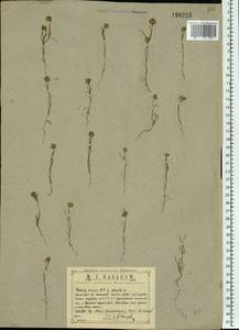 Plantago arenaria Waldst. & Kit., Eastern Europe, Central region (E4) (Russia)