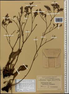 Limonium scoparium (Pall. ex Willd.) Stankov, Caucasus, Black Sea Shore (from Novorossiysk to Adler) (K3) (Russia)