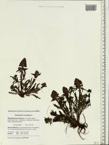 Pedicularis verticillata, Eastern Europe, Northern region (E1) (Russia)