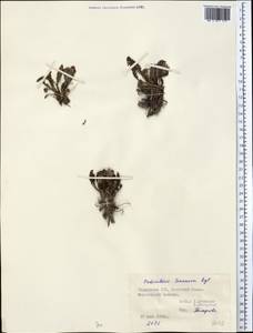 Pedicularis semenowii Regel, Middle Asia, Pamir & Pamiro-Alai (M2) (Tajikistan)