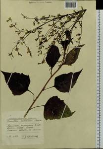 Nabalus tatarinowii subsp. tatarinowii, Siberia, Russian Far East (S6) (Russia)