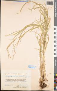Brachypodium sylvaticum (Huds.) P.Beauv., Eastern Europe, North Ukrainian region (E11) (Ukraine)