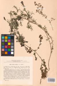 Galium mollugo × verum, Eastern Europe, North Ukrainian region (E11) (Ukraine)