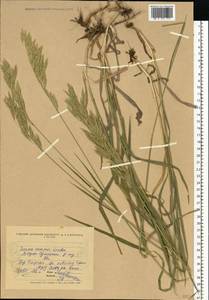 Bromus inermis Leyss., Eastern Europe, North Ukrainian region (E11) (Ukraine)