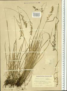 Trisetum altaicum Roshev., Siberia, Altai & Sayany Mountains (S2) (Russia)