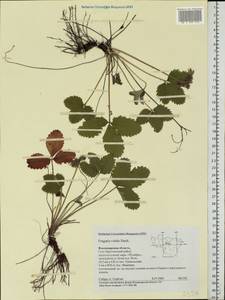 Fragaria viridis Duchesne, Eastern Europe, Central region (E4) (Russia)