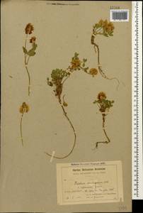 Trifolium ambiguum M.Bieb., Caucasus, Armenia (K5) (Armenia)