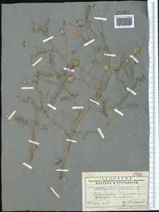 Astragalus filicaulis Kar. & Kir., Middle Asia, Pamir & Pamiro-Alai (M2) (Tajikistan)