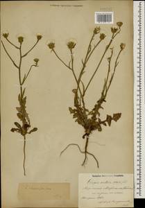 Crepis foetida subsp. rhoeadifolia (M. Bieb.) Celak., Caucasus, Azerbaijan (K6) (Azerbaijan)