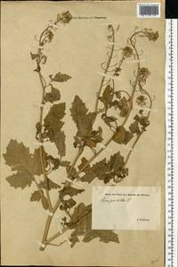 Sinapis alba L., Eastern Europe, Estonia (E2c) (Estonia)
