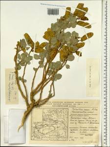 Ammopiptanthus nanus (Popov)S.H.Cheng, South Asia, South Asia (Asia outside ex-Soviet states and Mongolia) (ASIA) (China)