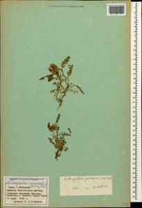 Astragalus onobrychis L., Caucasus, Armenia (K5) (Armenia)