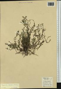 Polygonum arenastrum subsp. calcatum (Lindm.) Wissk., Western Europe (EUR) (Italy)