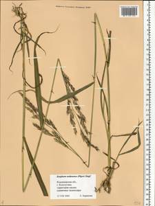 Sorghum drummondii (Nees ex Steud.) Millsp. & Chase, Eastern Europe, Central region (E4) (Russia)