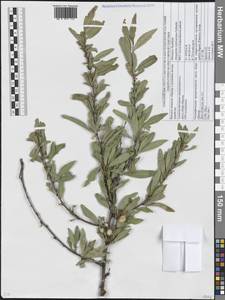 Prunus ledebouriana (Schltdl.) Y.Y.Yao, Siberia, Western (Kazakhstan) Altai Mountains (S2a) (Kazakhstan)