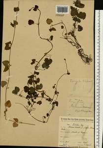 Glechoma hederacea L., Eastern Europe, Moscow region (E4a) (Russia)