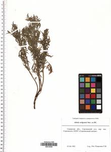 Adonis volgensis DC., Eastern Europe, Middle Volga region (E8) (Russia)