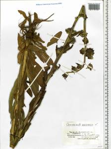Campanula cervicaria L., Siberia, Western Siberia (S1) (Russia)
