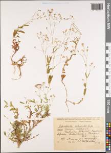 Gypsophila silenoides Rupr., Caucasus, Georgia (K4) (Georgia)