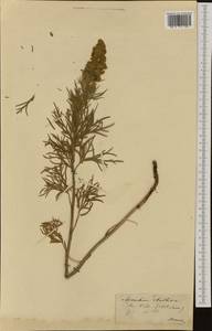 Aconitum anthora L., Western Europe (EUR) (Switzerland)