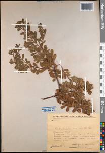 Arctostaphylos uva-ursi (L.) Spreng., Siberia, Yakutia (S5) (Russia)