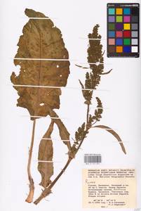 Rumex, Eastern Europe, Lower Volga region (E9) (Russia)