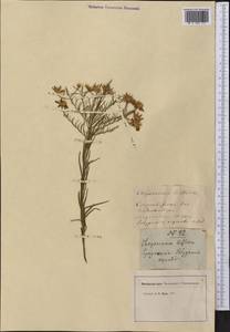 Galatella biflora (L.) Nees, America (AMER) (Not classified)