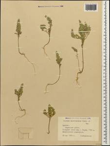 Alyssum szovitsianum Fisch. & C.A.Mey., Caucasus, Armenia (K5) (Armenia)