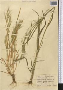 Bromus oxyodon Schrenk, Middle Asia, Karakum (M6) (Turkmenistan)