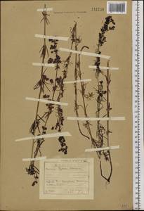Galium verum subsp. verum, Siberia, Baikal & Transbaikal region (S4) (Russia)