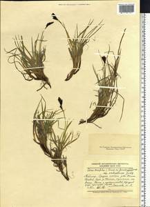 Carex bigelowii subsp. arctisibirica (Jurtzev) Á.Löve & D.Löve, Siberia, Central Siberia (S3) (Russia)