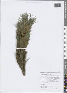 Pinus pumila (Parl.) Regel, Siberia, Baikal & Transbaikal region (S4) (Russia)