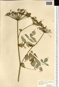 Angelica cincta H. Boissieu, Siberia, Russian Far East (S6) (Russia)