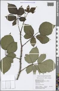 Rubus procerus P. J. Müll. ex Boulay, Eastern Europe, Moscow region (E4a) (Russia)