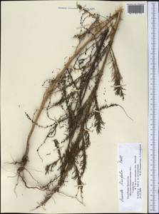 Suaeda linifolia Pall., Middle Asia, Muyunkumy, Balkhash & Betpak-Dala (M9) (Kazakhstan)