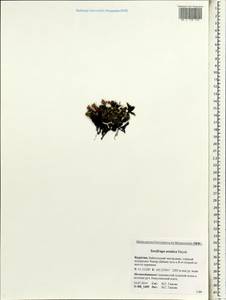 Saxifraga oppositifolia subsp. asiatica (Hayek) Engl. & Irmsch., Siberia, Baikal & Transbaikal region (S4) (Russia)