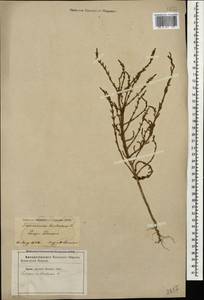 Salicornia europaea (Moss) Lambinon & Vanderp., Caucasus, Azerbaijan (K6) (Azerbaijan)