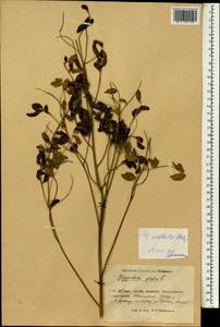 Glycyrrhiza inflata Batalin, South Asia, South Asia (Asia outside ex-Soviet states and Mongolia) (ASIA) (China)