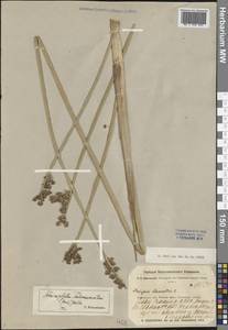 Schoenoplectus tabernaemontani (C.C.Gmel.) Palla, Middle Asia, Muyunkumy, Balkhash & Betpak-Dala (M9) (Kazakhstan)