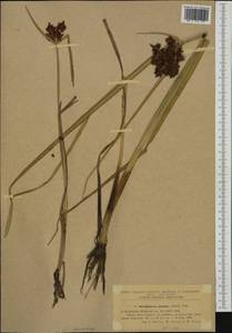Cyperus serotinus Rottb., Western Europe (EUR) (Romania)