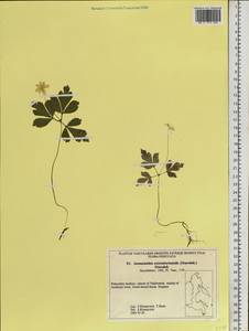 Anemone umbrosa C. A. Mey., Siberia, Russian Far East (S6) (Russia)