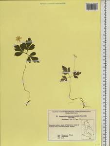 Anemone umbrosa C.A.Mey., Siberia, Russian Far East (S6) (Russia)