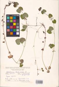 MHA 0 155 779, Glechoma hederacea L., Eastern Europe, Moldova (E13a) (Moldova)