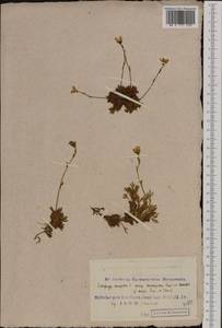 Saxifraga cespitosa, Western Europe (EUR) (Svalbard and Jan Mayen)