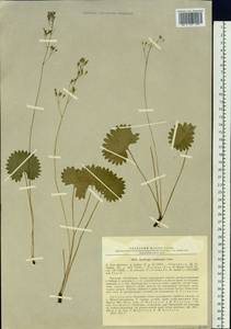 Micranthes nelsoniana var. reniformis (Ohwi) S.Akiyama & H.Ohba, Siberia, Russian Far East (S6) (Russia)