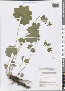 Alchemilla cymatophylla Juz., Eastern Europe, Central region (E4) (Russia)