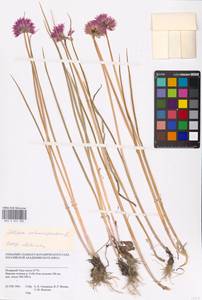 Allium schoenoprasum L., Siberia, Western Siberia (S1) (Russia)